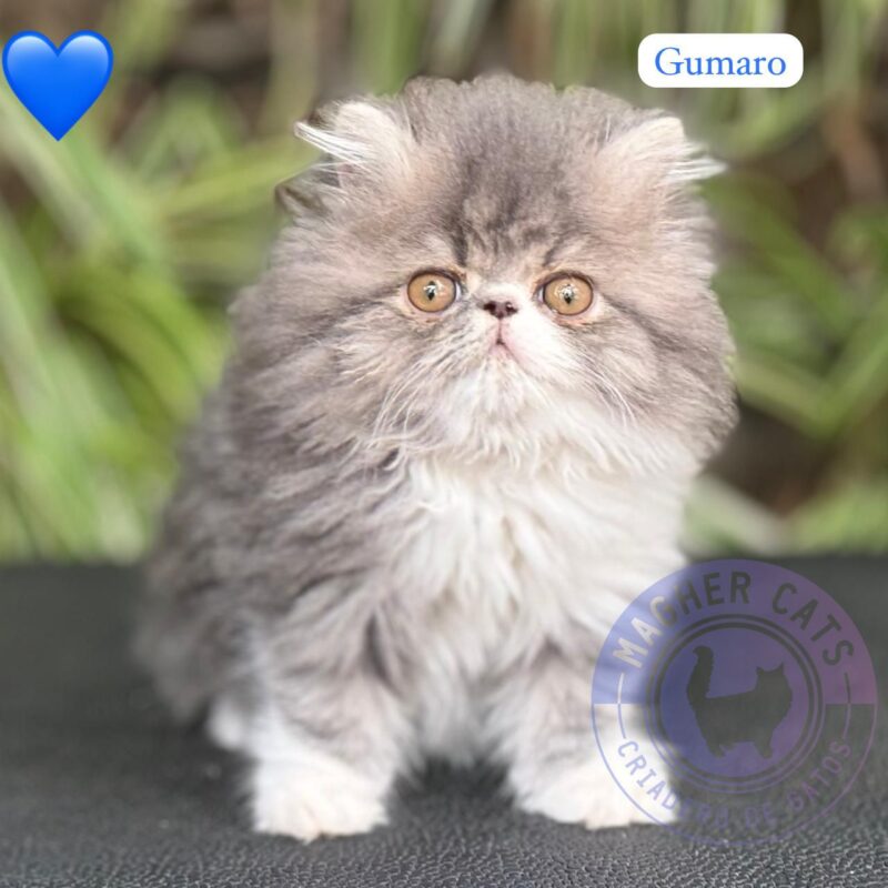 GUMARO