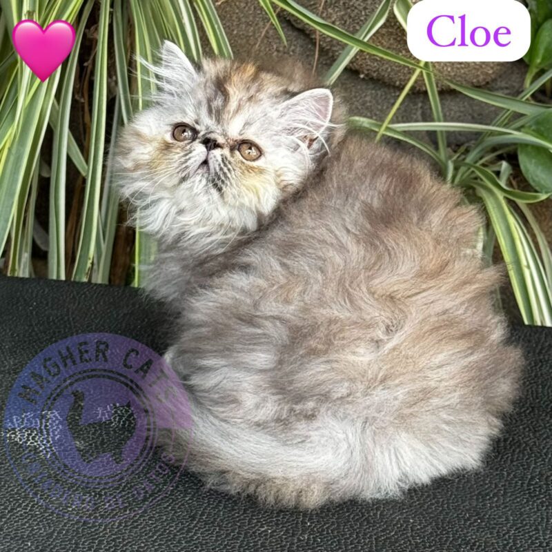CLOE