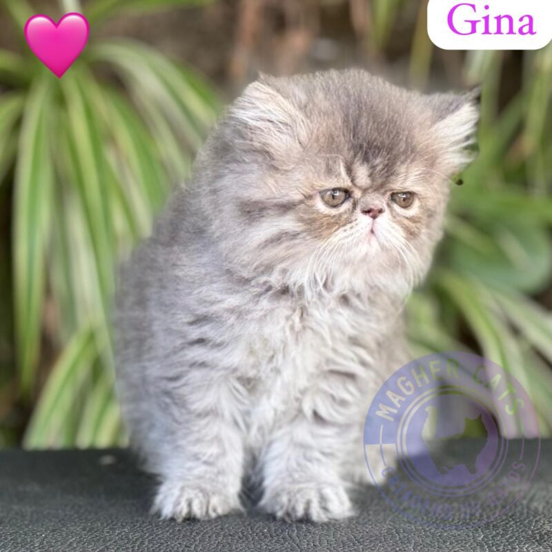 GINA
