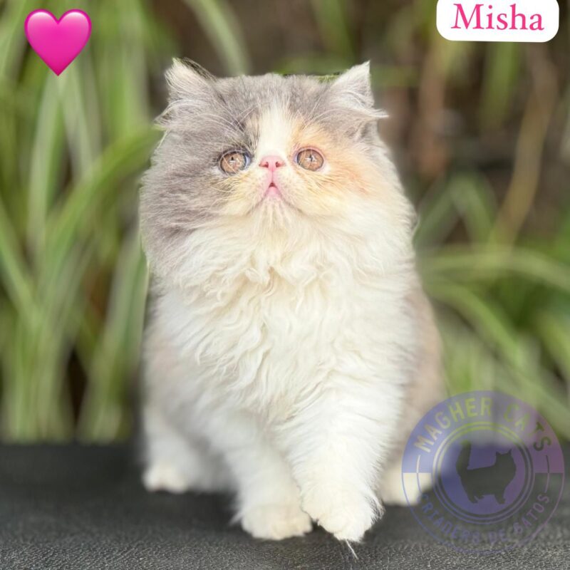 MISHA